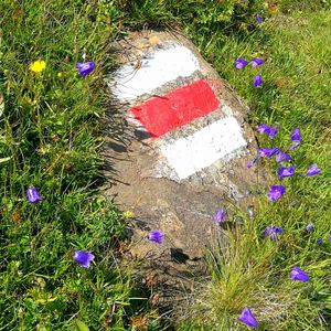 High angle view of purple flowering plants on field