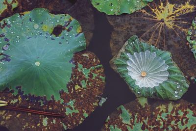 High angle view of leaves floating on water