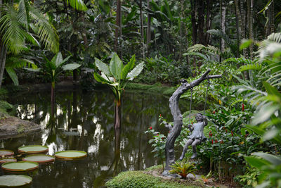Reflection of trees in pond