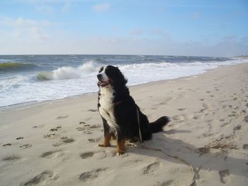 Bernese mountain dog sitting at beach against sky