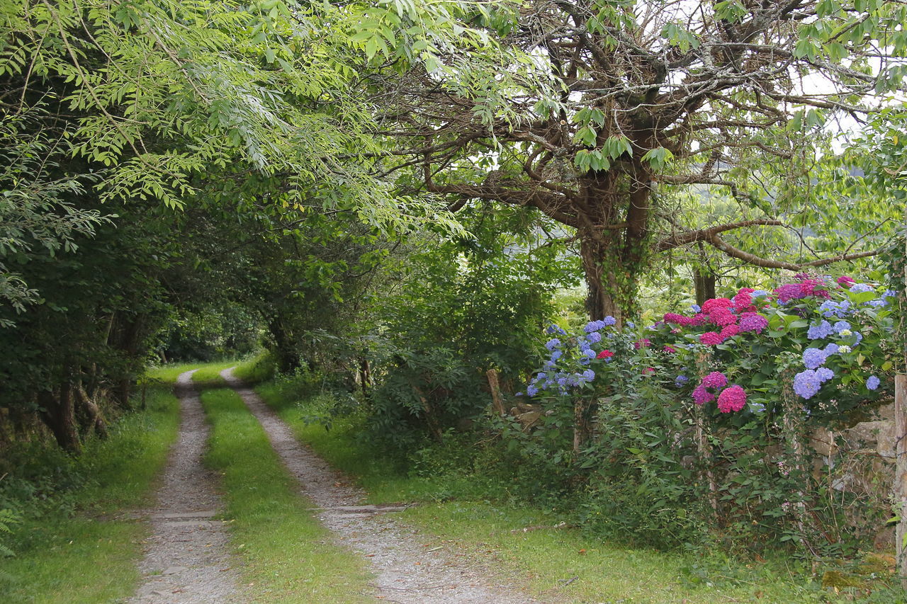 VIEW OF FLOWER TREE