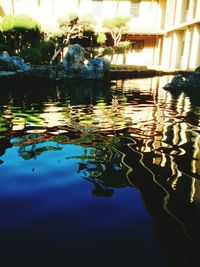 Reflection of trees in pond