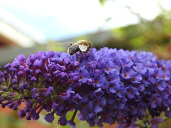 Close-up of bee on purple flowers