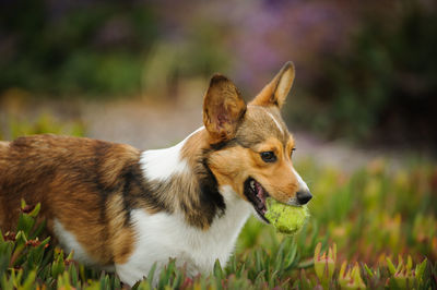 View of dog carrying ball in mouth