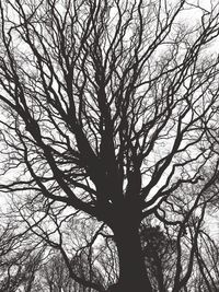 Low angle view of silhouette bare tree against sky