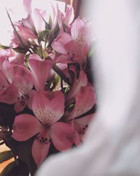 Close-up of pink cherry blossoms