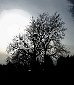 Low angle view of silhouette tree against sky