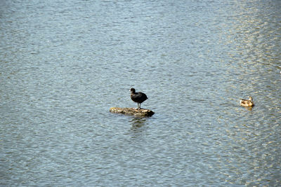 High angle view of ducks swimming in lake