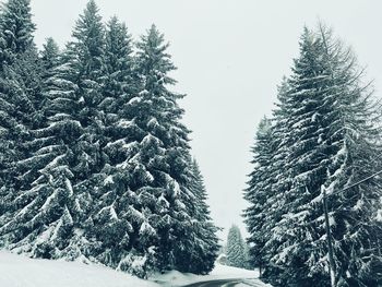 Pine trees in forest