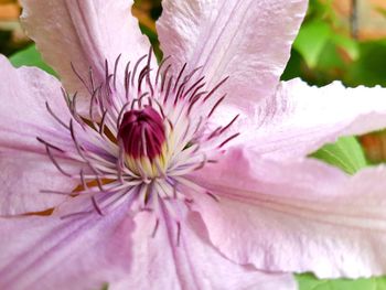 Close-up of pink flowering plant