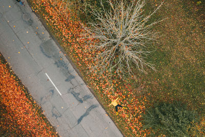 High angle view of street during autumn