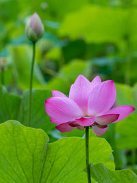 Close-up of pink water lily in pond