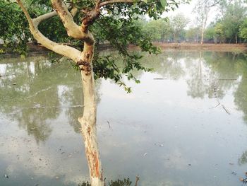 Reflection of trees in water