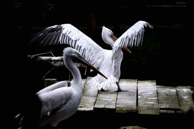 View of birds flying