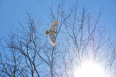 Low angle view of eagle flying towards the sunlight 