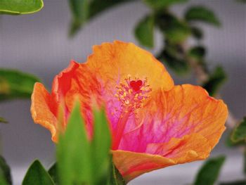 Close-up of orange flowering plant