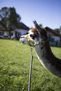 Close up of an alpaca while eating grass