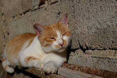 Close-up of ginger cat on wall