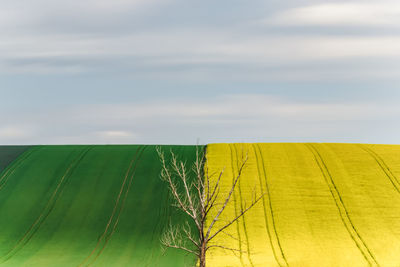 Scenic view of agricultural field against sky