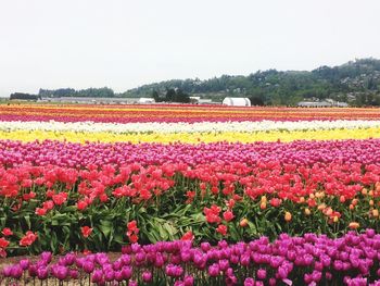 Flowers blooming in field