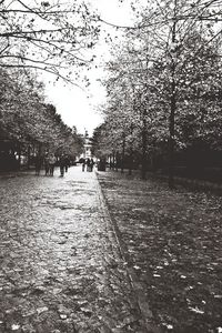 Road passing through forest