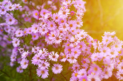 Autumn flowers aster novi-belgii vibrant light purple color in full bloom in the garden. flare