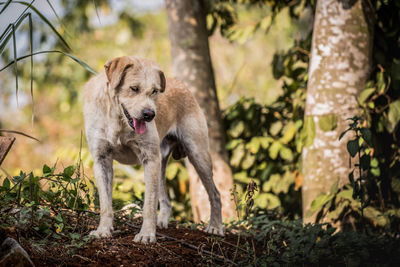 Lion in a forest