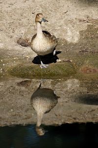 Bird in water