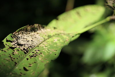 Close-up of green leaf