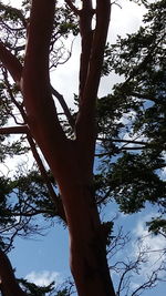 Low angle view of tree against sky