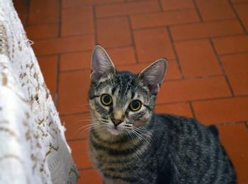 Close-up portrait of cat