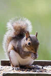 Close-up of squirrel