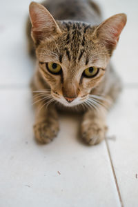 Close-up portrait of a cat