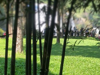 Trees growing on field in forest