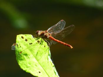 Close-up of damselfly on leaf