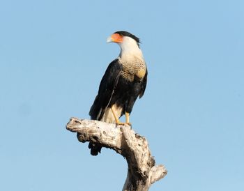 Low angle view of bird perching on branch against blue sky