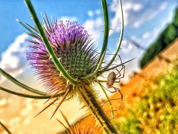 Close-up of thistle on plant against sky