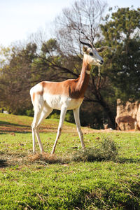 Side view of a horse on field