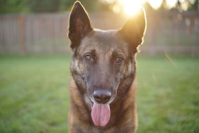 Close-up portrait of german shepherd in yard