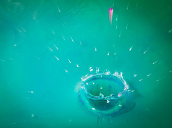 High angle view of jellyfish swimming in sea