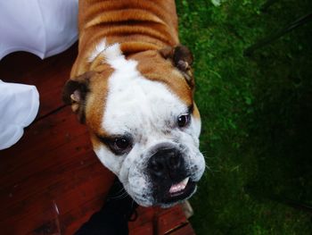 Bulldog standing on grassy field in yard