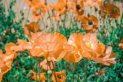 Close-up of orange flowering plant