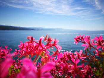 Close-up of flowers against sea