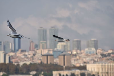 Low angle view of seagull flying over buildings in city