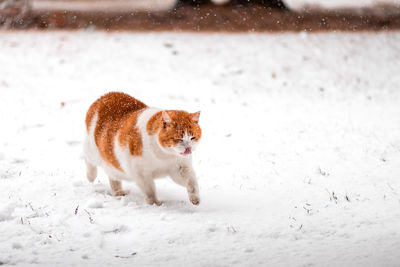 Orange and white cat walking outside in the snow licking his nose