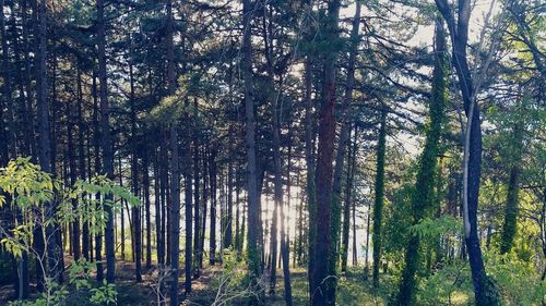 Trees in forest