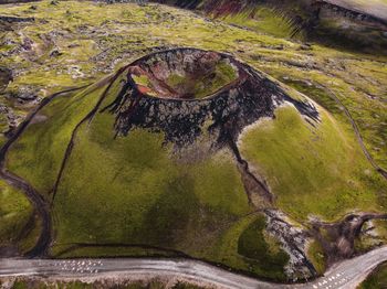 High angle view of moss on land