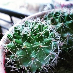 Close-up of cactus plant