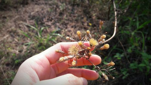 Close-up of hand holding fruit on tree