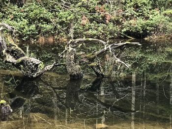 Reflection of trees in lake
